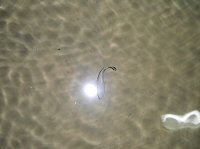 鍾乳洞にも魚いるんだな。なんだろうこれは