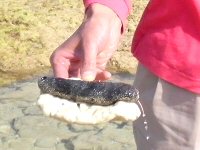 なまでなまこを見た、近くにうにも沢山いた